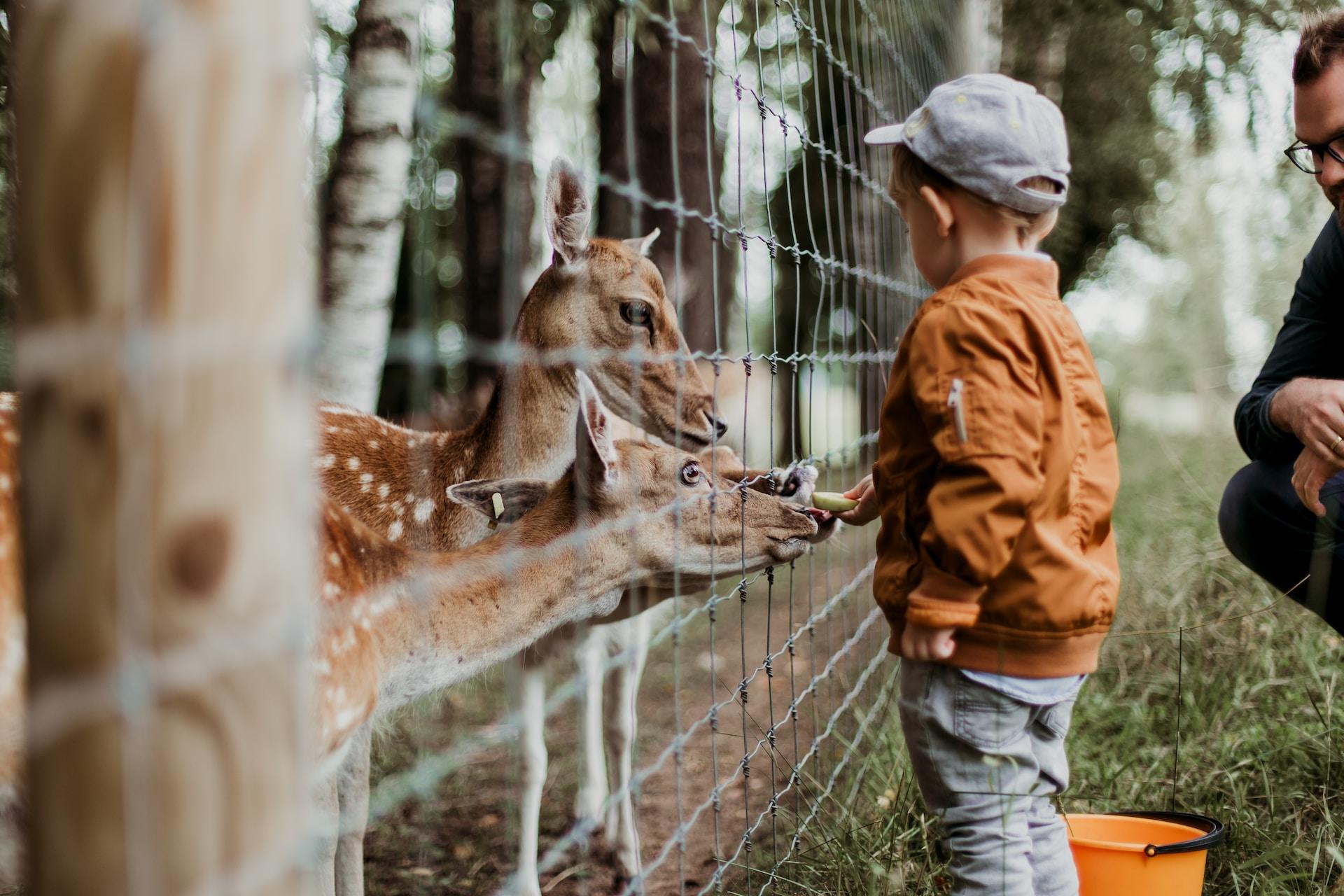 Tierisch gut: OsnaBrücke veranstaltet alljährliches Sommerfest im Zoo
